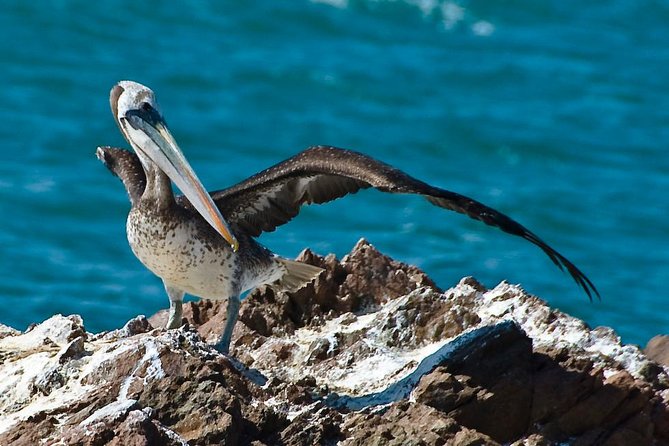 Ballestas Islands Group Tour from Paracas - Paracas To Ballestas Islands: What This 2-Hour Trip Delivers
