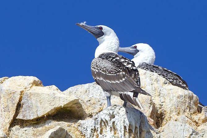Ballestas Islands Group Tour from Paracas - The Paracas Peninsula Candelabra Stop: A Mystery You Can Actually See
