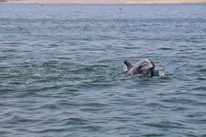 Ballestas Islands Group Tour from Paracas - Wildlife Viewing That Makes Sense: Sea Lions, Birds, And How To Focus