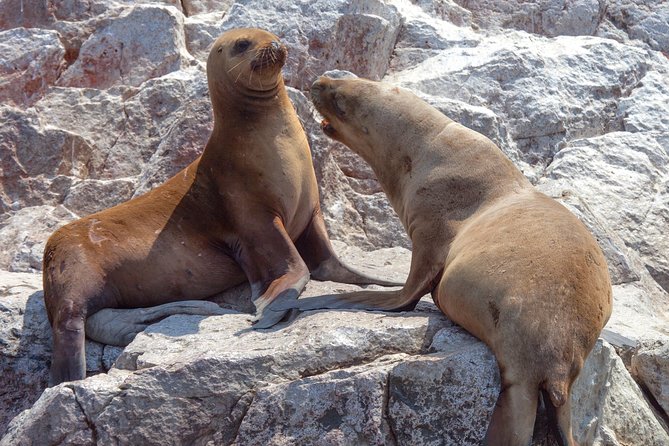 Ballestas Islands Group Tour from Paracas - Boat Conditions, Rider Comfort, And The Small Stuff That Changes The Day