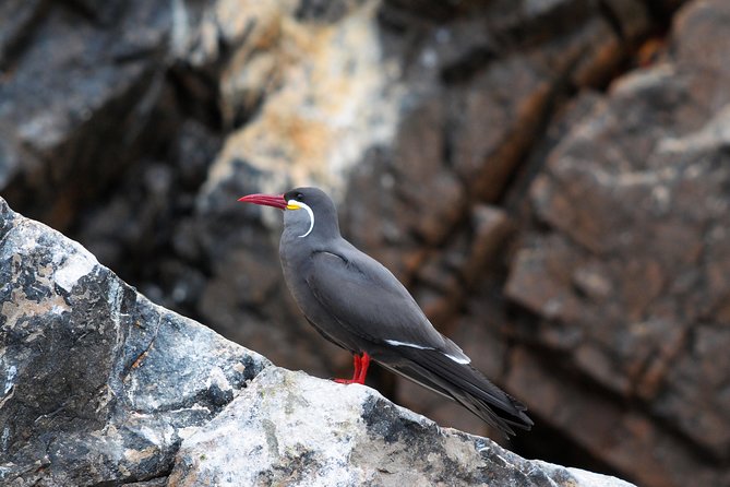 Ballestas Islands Group Tour from Paracas - Hats, Bird Poop, Sunscreen, And What To Pack On The Day