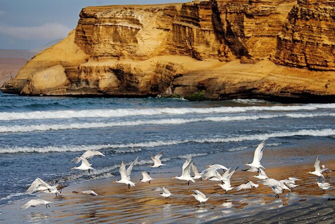 Ballestas Islands & National Reserve of Paracas from Ica - Who this tour suits best
