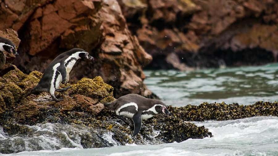 Ballestas Islands & Paracas National Reserve from Paracas - El Chaco Boulevard Break: 60 Minutes to Reset and Refuel