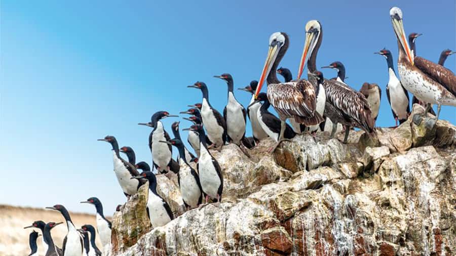 Ballestas Islands & Paracas National Reserve from Paracas - Paracas National Reserve Stops: La Catedral, Playa Roja, Lagunillas