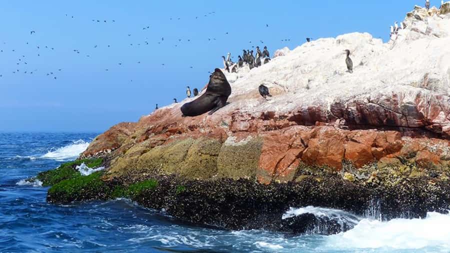 Ballestas Islands & Paracas National Reserve from Paracas - Price, Fees, and What You Actually Get for $34