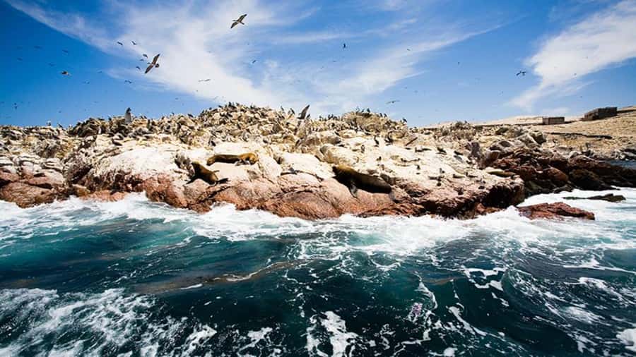 Ballestas Islands & Paracas National Reserve from Paracas - What to Bring: Binoculars, Sun, and Clothing for Sea Wind