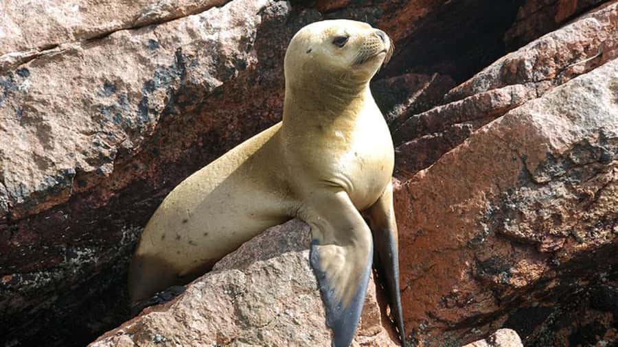 Ballestas Islands & Paracas National Reserve from Paracas - Speedboat Time: The Candelabro and Islas Ballestas Wildlife Shows