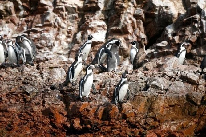 Ballestas Islands Sightseeing Boat Ride from Paracas - Paracas to Ballestas, what the boat ride feels like