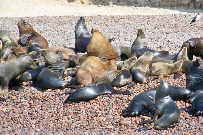Ballestas Islands Sightseeing Boat Ride from Paracas - Las Islas Ballestas wildlife circuit: sea lions, penguins, and seabirds