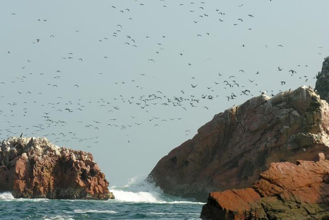 Ballestas Islands Sightseeing Boat Ride from Paracas - Return trip, dock photos, and what you can do in the final minutes