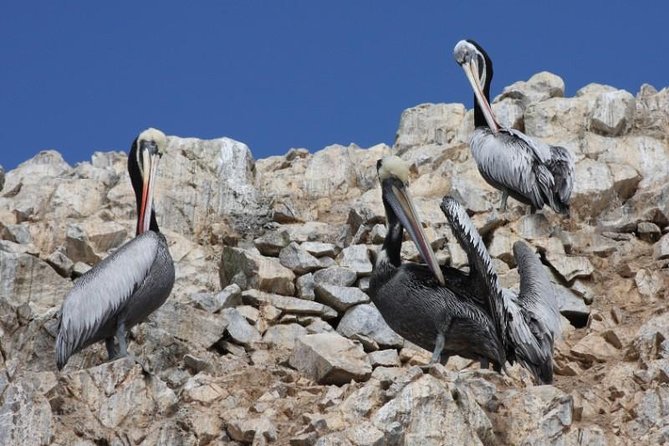 Ballestas Islands Sightseeing Boat Ride from Paracas - Price and entrance fees: what you are really paying for