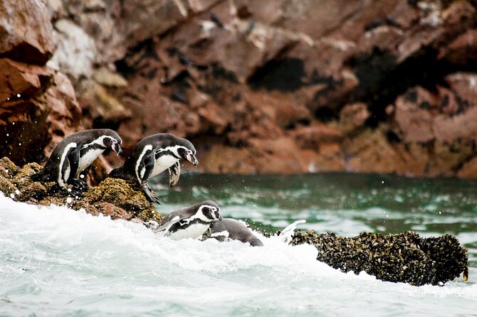 Ballestas Islands Tour Boat with roof - Key highlights to know before you go