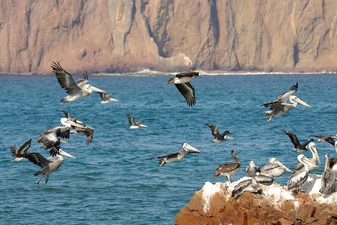 Ballestas Islands Tour Boat with roof - Las Islas Ballestas wildlife: birds, sea lions, and penguins