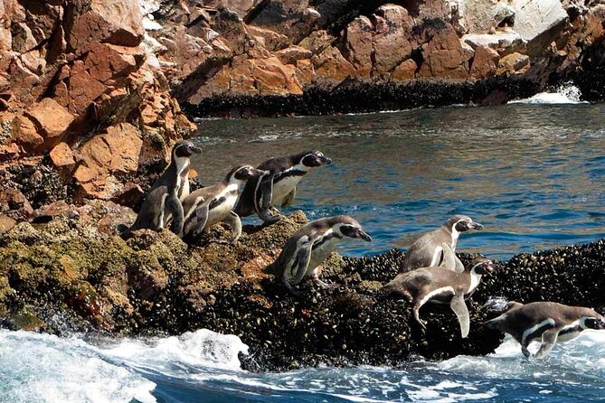 Ballestas Islands Tour Boat with roof - Safety and the guide experience, what the small details add up to