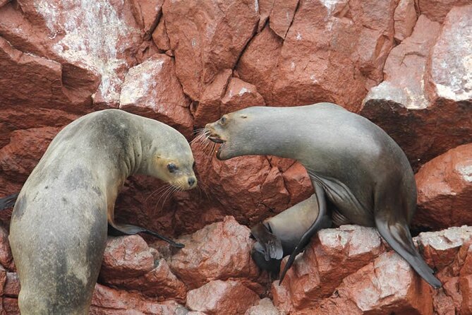Boat Tour of the Ballestas Islands in Paracas - Stop 2: Ballestas Islands Wildlife Viewing That Really Hits