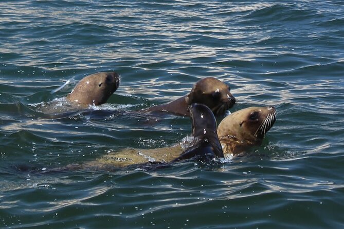 Boat Tour of the Ballestas Islands in Paracas - What the Boat Setup Means for Comfort and Photos