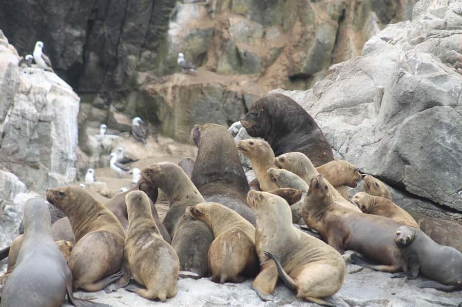 Callao: Swimming with Sea Lions Palomino Islands Boat Tour - Price and Value: Is $76 Worth It?