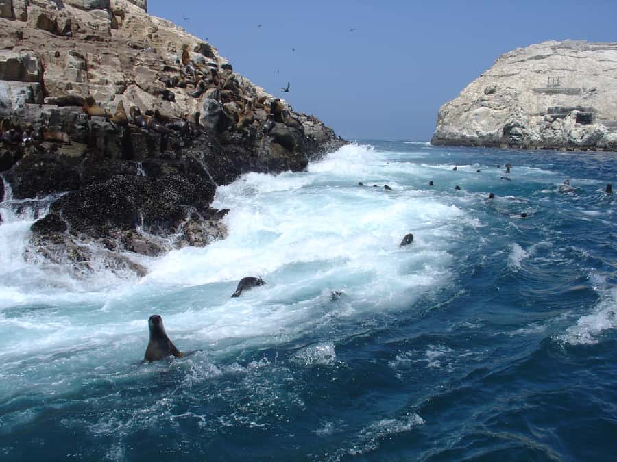 Callao: Swimming with Sea Lions Palomino Islands Boat Tour - Sailing to Palomino Island: Why This Trip Feels So Close to Nature
