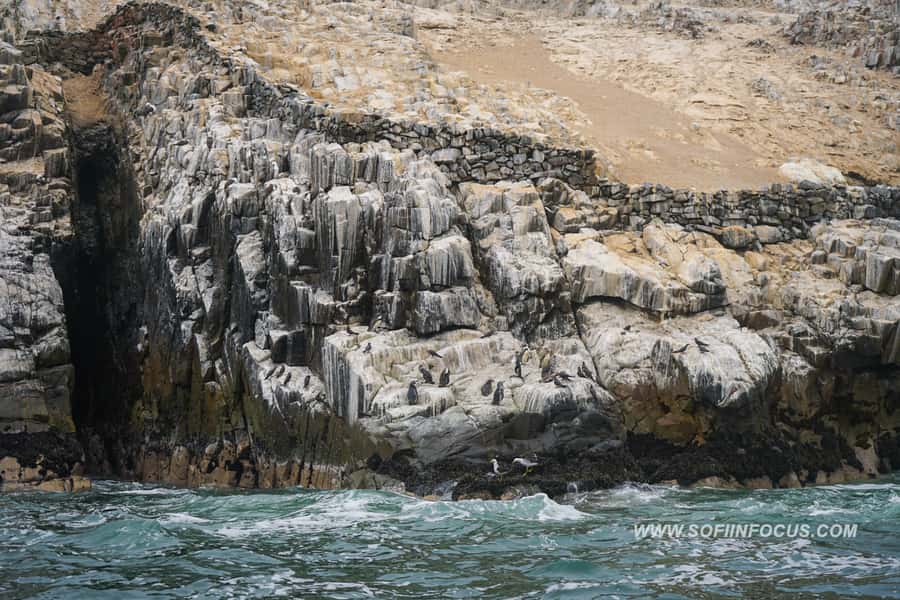 Callao: Swimming with Sea Lions Palomino Islands Boat Tour - Wildlife Bonus on the Way: Humboldt Penguins and a Bird Show