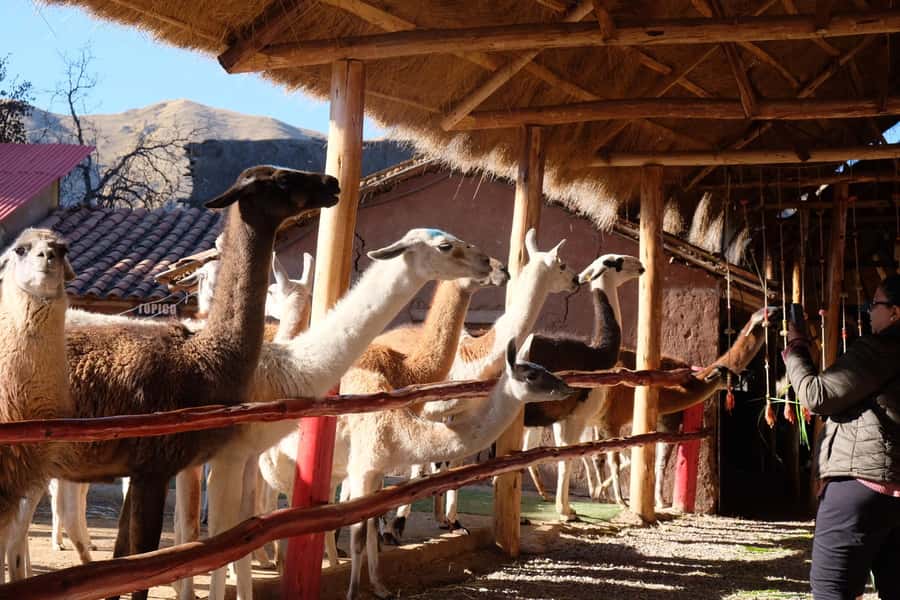 Camelid Center Visit in Cusco: Alpacas, Culture & Weaving - Key things that make this Camelid Center visit special