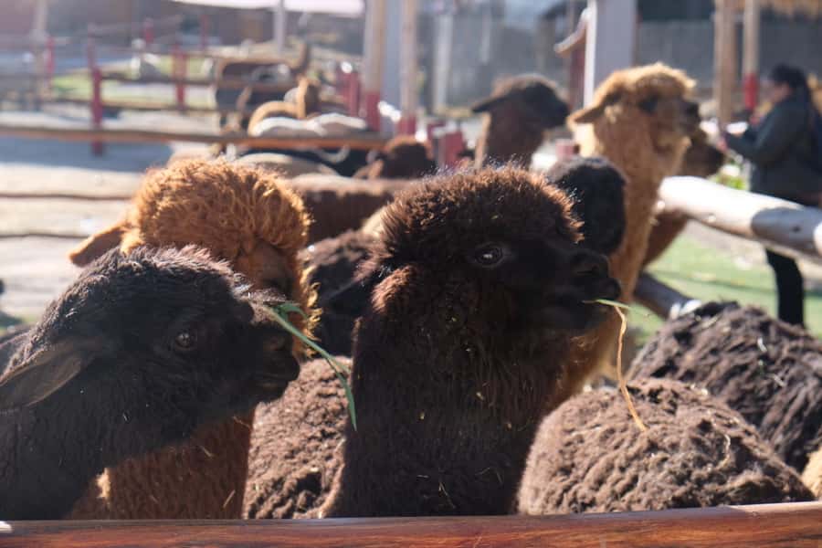 Camelid Center Visit in Cusco: Alpacas, Culture & Weaving - Should you book this tour or choose another Cusco plan?