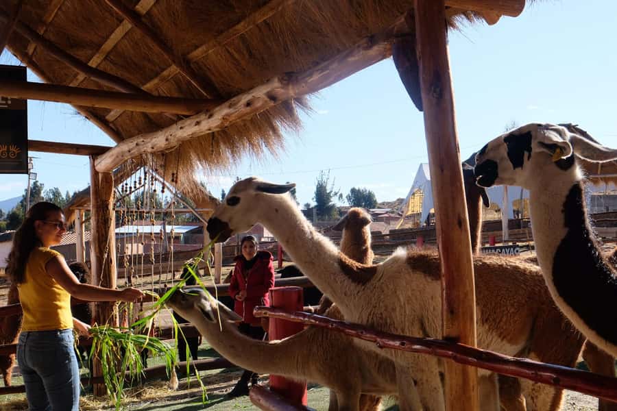 Camelid Center Visit in Cusco: Alpacas, Culture & Weaving - Cusco pickup to Huayllarcocha photo stop, how the timing really works