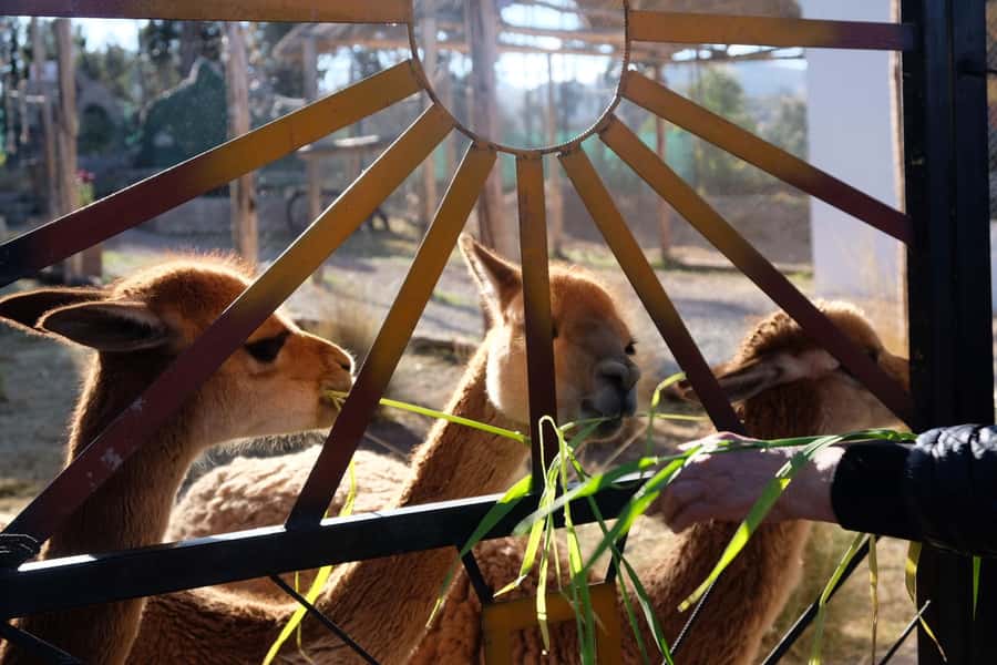 Camelid Center Visit in Cusco: Alpacas, Culture & Weaving - Who should book this Camelid Center visit, and who might skip it