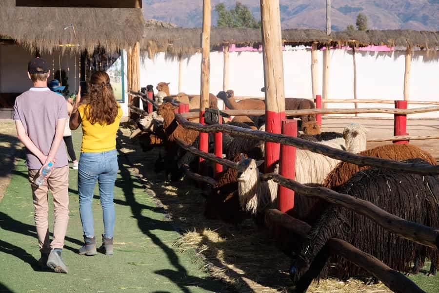 Camelid Center Visit in Cusco: Alpacas, Culture & Weaving - Meeting llamas, alpacas, vicuñas, and huanacos without the guesswork