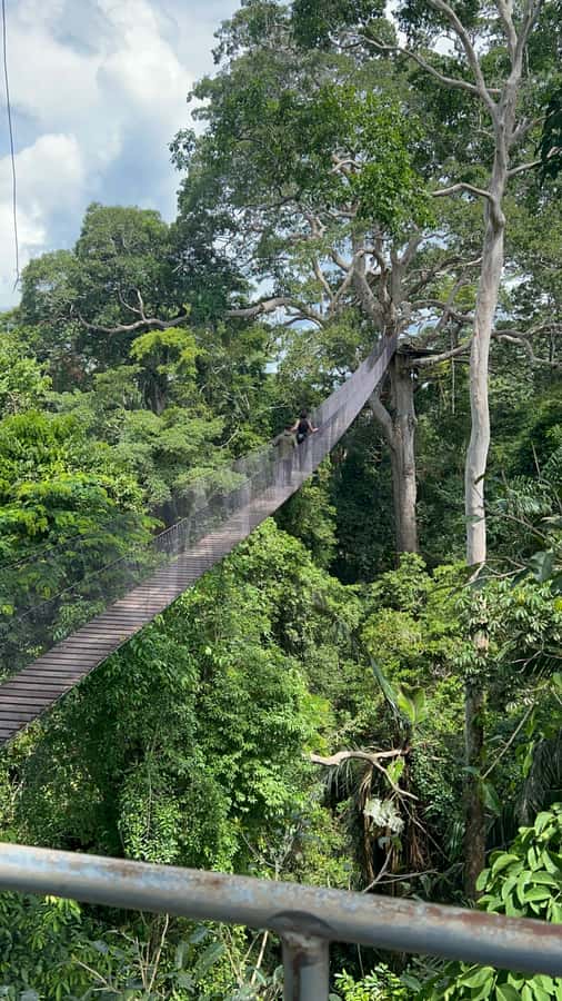 Canopy Tower, Zipline, Kayak, and Monkey Island … - Canopy Tower walk, lupuna tree views, and the bird-eye perspective
