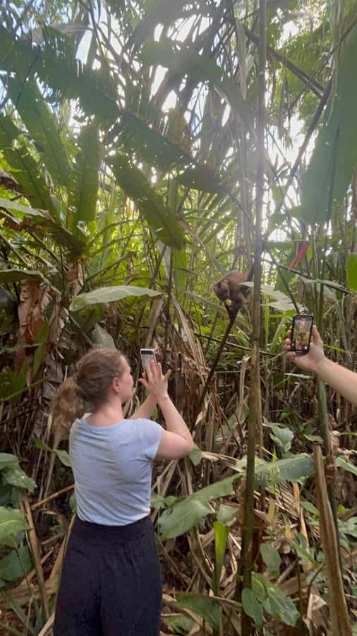 Canopy Tower, Zipline, Kayak, and Monkey Island … - Lunch, hammocks, and the day’s possible waiting time before Monkey Island