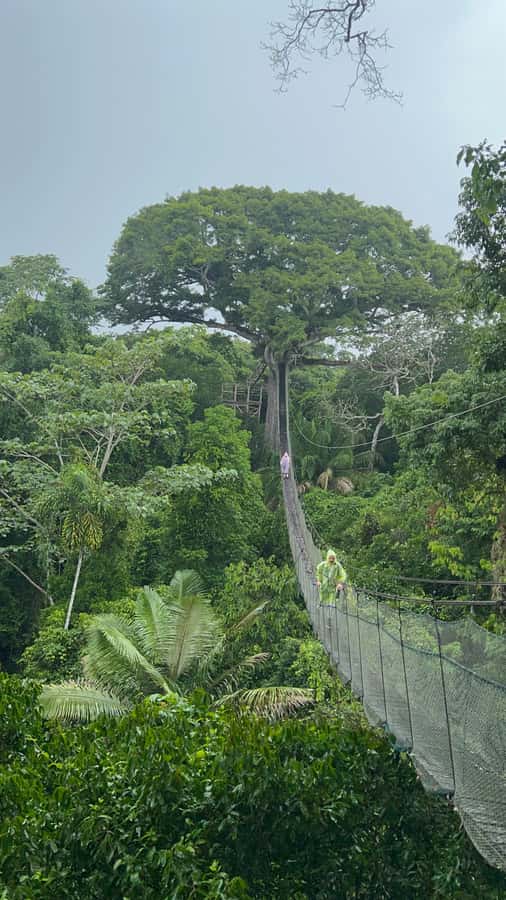 Canopy Tower, Zipline, Kayak, and Monkey Island … - From canopy bridge to zipline: harness, safety, and two 190-meter rides