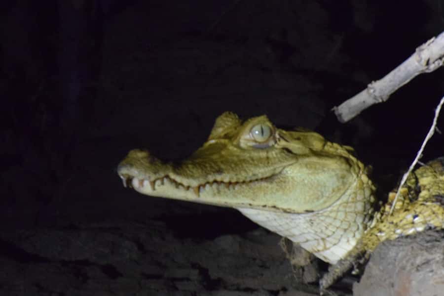 Capibara and caiman search on the Tambopata river - Price and value: is $55 a fair deal for this kind of Amazon evening?