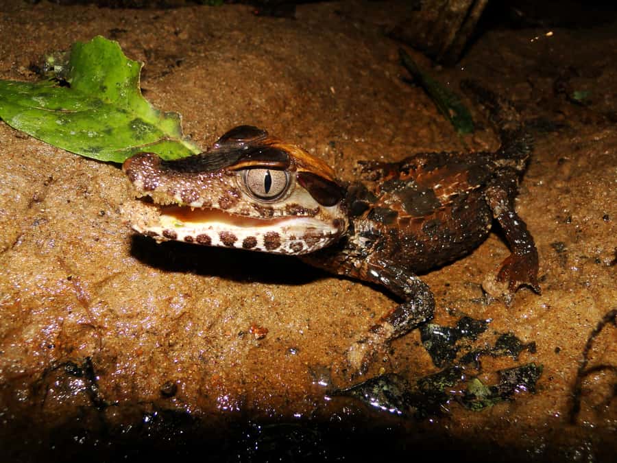Capibara and caiman search on the Tambopata river - Your guide’s role in spotting, learning, and not just watching