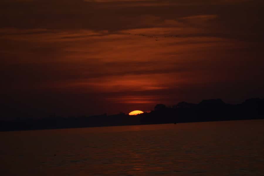 Capibara and caiman search on the Tambopata river - Wildlife viewing on the Tambopata: what you should expect and how to raise your odds