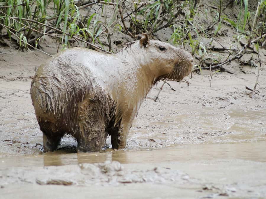 Capibara and caiman search on the Tambopata river - The optional jungle beach walk and turtle nest searching in dry season