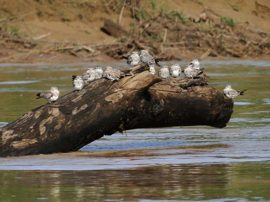 Capibara and caiman search on the Tambopata river - A photo stop at Tambopata National Reserve: quick, useful, and not rushed