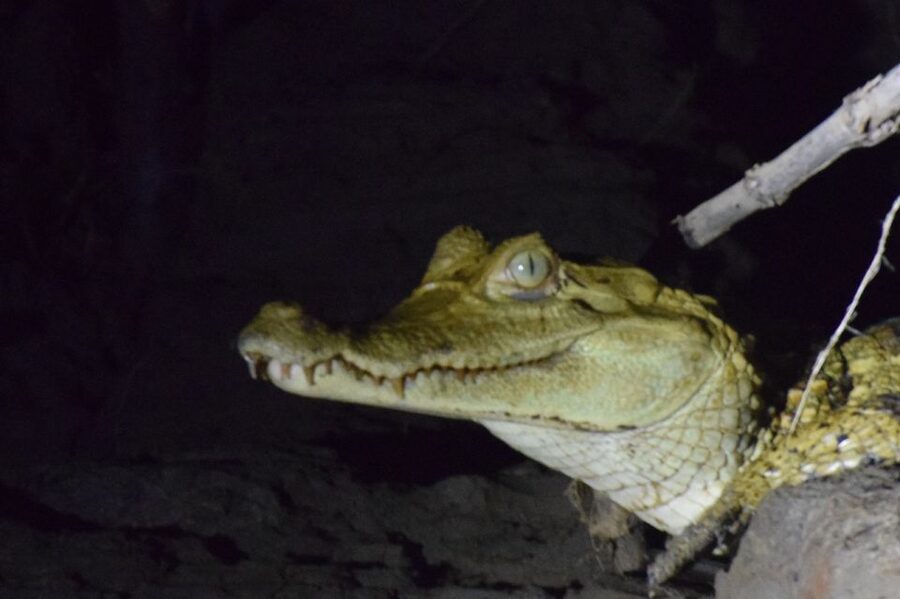 Capibara and caiman search on the Tambopata river - Comfort, pace, and what to bring for a short sunset outing