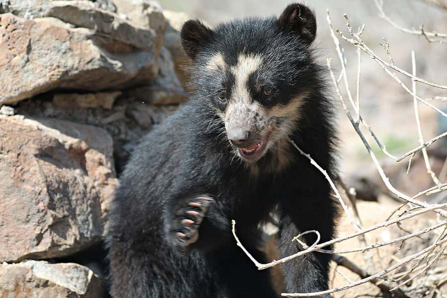 Chiclayo: Chaparri Ecological Reserve Tour - Why Chaparri feels like a real Lima-free Peru day