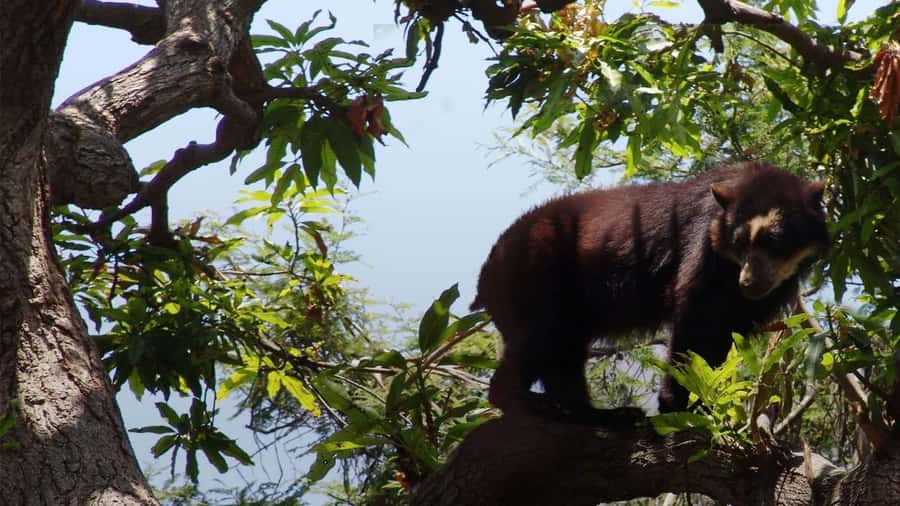 Chiclayo: Chaparri Ecological Reserve Tour - White-winged Guan route and the bird list you can actually use