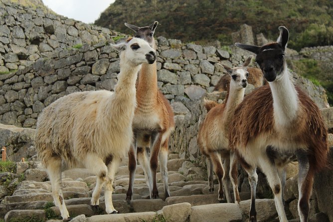 Classic Inca Trail Expedition to Machu Picchu 4D/3N - Day 4 Sun Gate entry, a 2-hour guided Machu Picchu tour, then back to Cusco