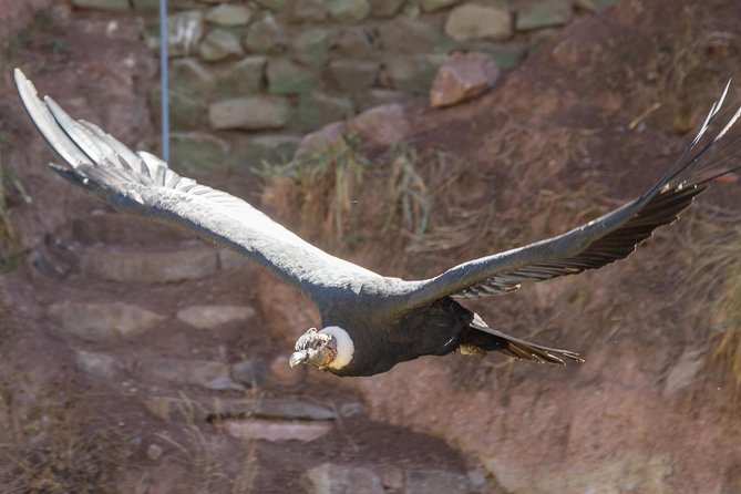 Cochahuasi Animal Sanctuary® Admission Ticket - Key things I’d focus on before you go