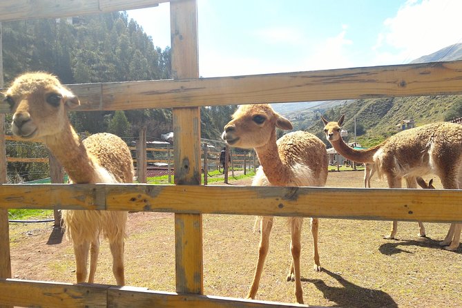 Cochahuasi Animal Sanctuary® Admission Ticket - Price and booking: how $10 compares to paying on the spot