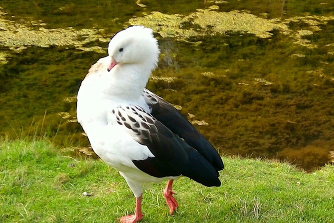 Cochahuasi Animal Sanctuary® Admission Ticket - Your guided walk through Cochahuasi: what you’ll actually see