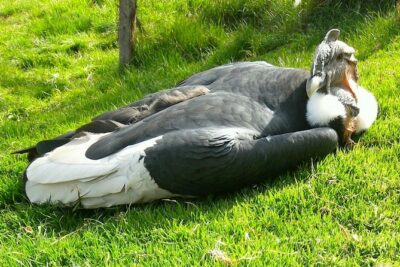 Cochahuasi Animal Sanctuary® Admission Ticket