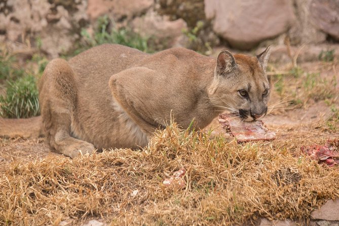 Cochahuasi Animal Sanctuary® Admission Ticket - Time management: how long it takes, and how to keep it from eating your day