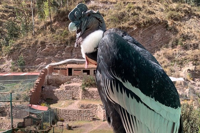 Cochahuasi Animal Sanctuary® Admission Ticket - Is it worth it? My decision guide for different travel styles