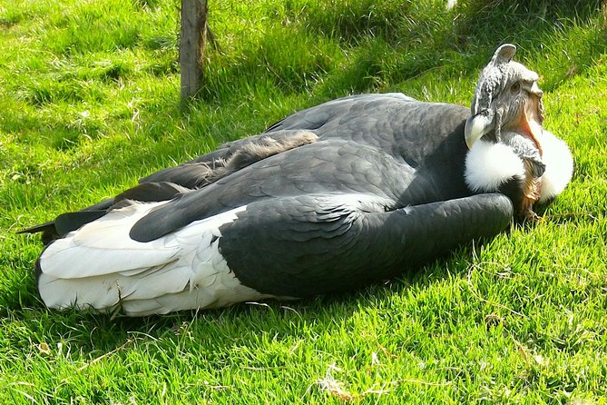 Cochahuasi Animal Sanctuary® Admission Ticket - What’s included, what isn’t, and who the visit works best for