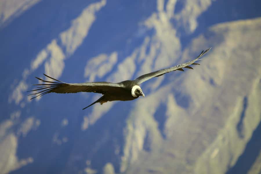 Colca Canyon: 2-Day Tour from Arequipa to Puno - Key things to know before you go