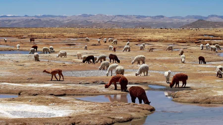Colca Canyon: 2-Day Tour from Arequipa to Puno - What the strong guides get right, and why it matters at altitude