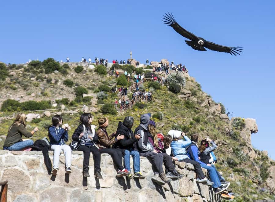 Colca Canyon: 2-Day Tour from Arequipa to Puno - Pampa Cañahuas Reserve, where the wildlife stop is the real payoff